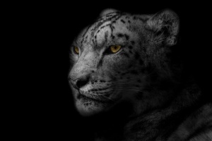 Der Leopard als Krafttier