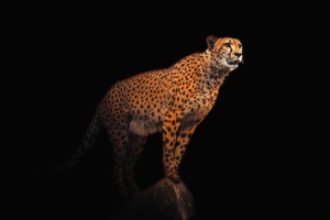 Der Gepard ist das schnellste Landsäugetier